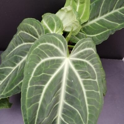 Anthurium villenaorum