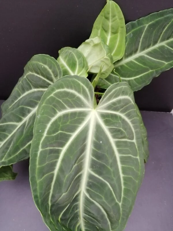 Anthurium villenaorum, pianta da interno