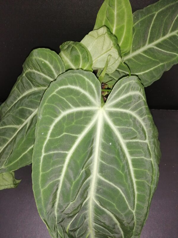 Anthurium villeanorum - immagine 2