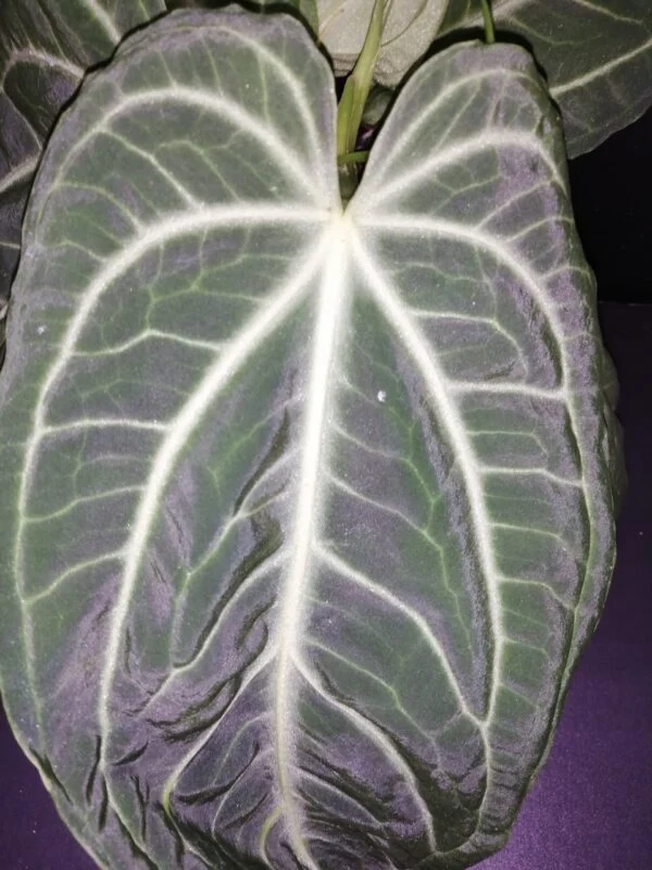 Anthurium villenaorum, foto 3