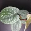 Anthurium luxurians, pianta da interno