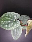 Anthurium luxurians