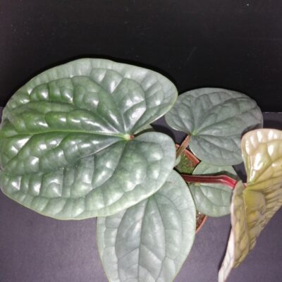 Anthurium luxurians