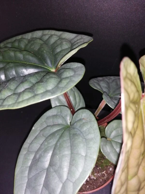 Anthurium luxurians, foto 2