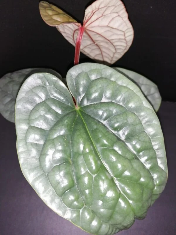 Anthurium luxurians, foto 3