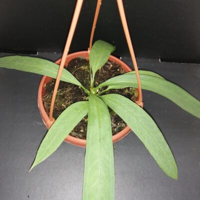 Anthurium vittarifolium