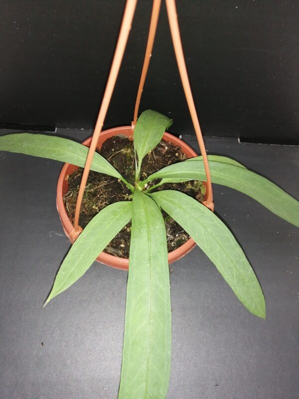 Anthurium vittarifolium