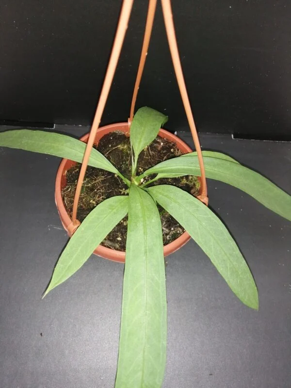 Anthurium vittarifolium, pianta da interno