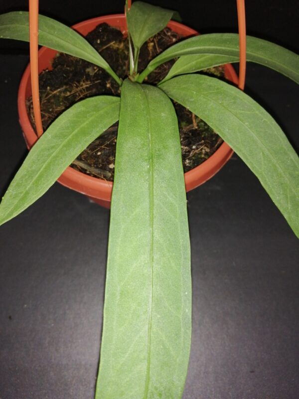 Anthurium vittarifolium - immagine 2