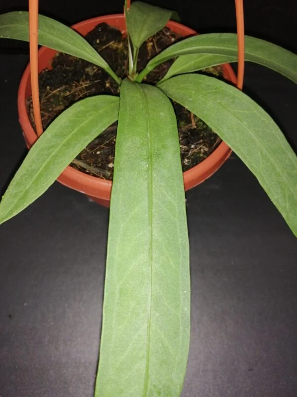 Anthurium vittarifolium, foto 2