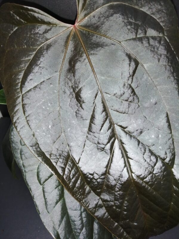 Anthurium Queen of Hearts - immagine 2