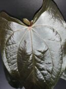 Anthurium Queen of Hearts