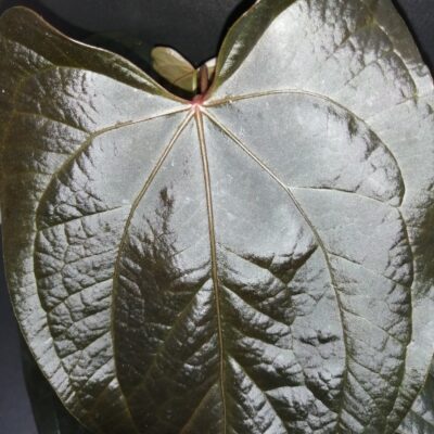 Anthurium Queen of Hearts