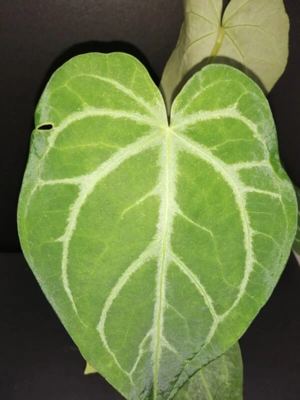 Anthurium magnificum, foto 3