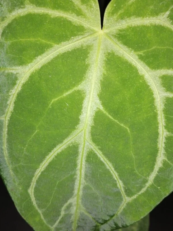 Anthurium magnificum, foto 4