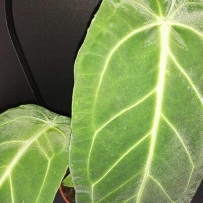 Anthurium warocqueanum