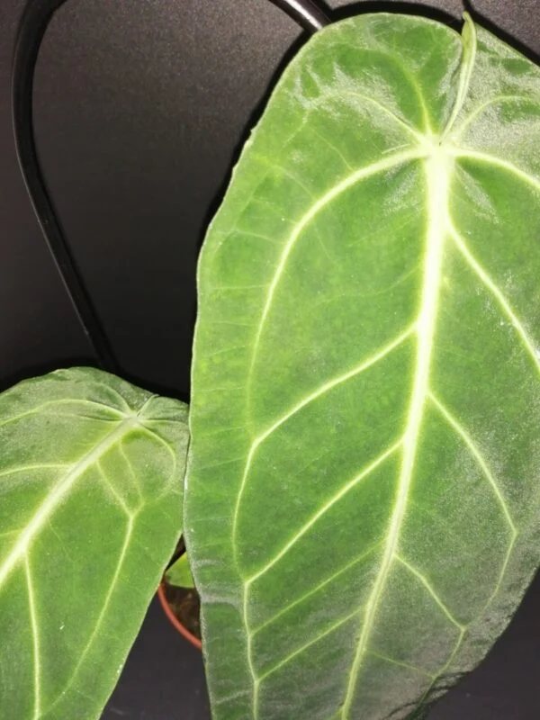 Anthurium warocqueanum, pianta da interno