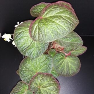 Begonia Manaus