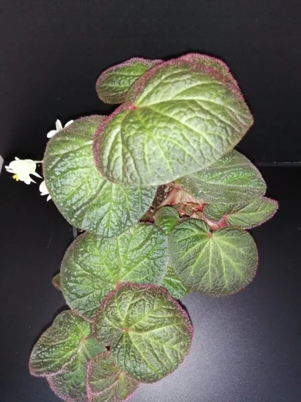 Begonia Manaus, pianta da interno