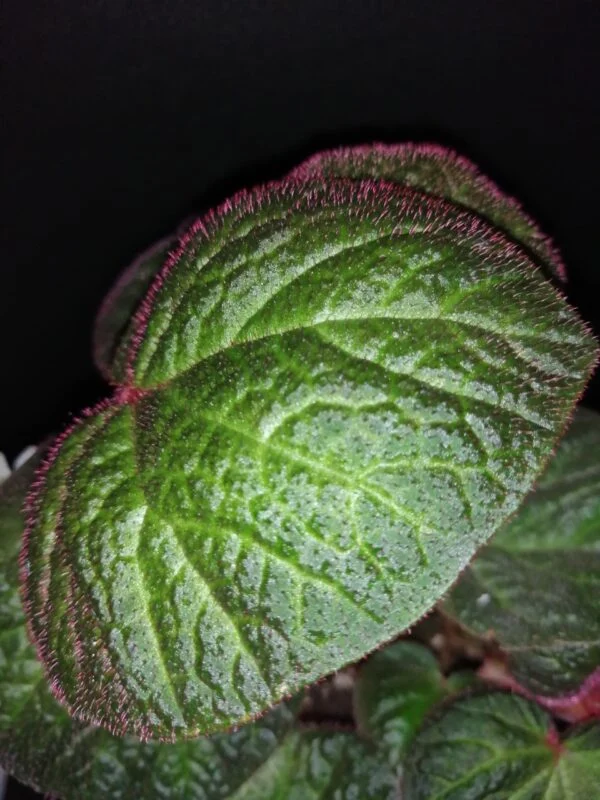 Begonia Manaus, foto 2