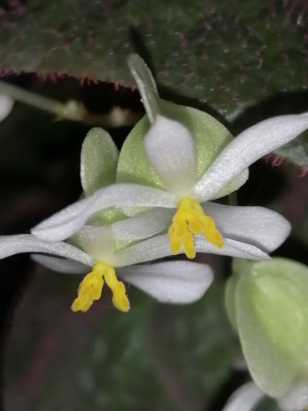 Begonia Manaus - immagine 3