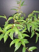 Begonia polygonoides