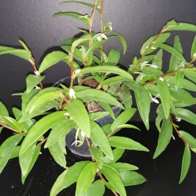 Begonia polygonoides