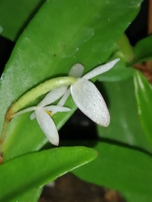 Begonia polygonoides - immagine 4