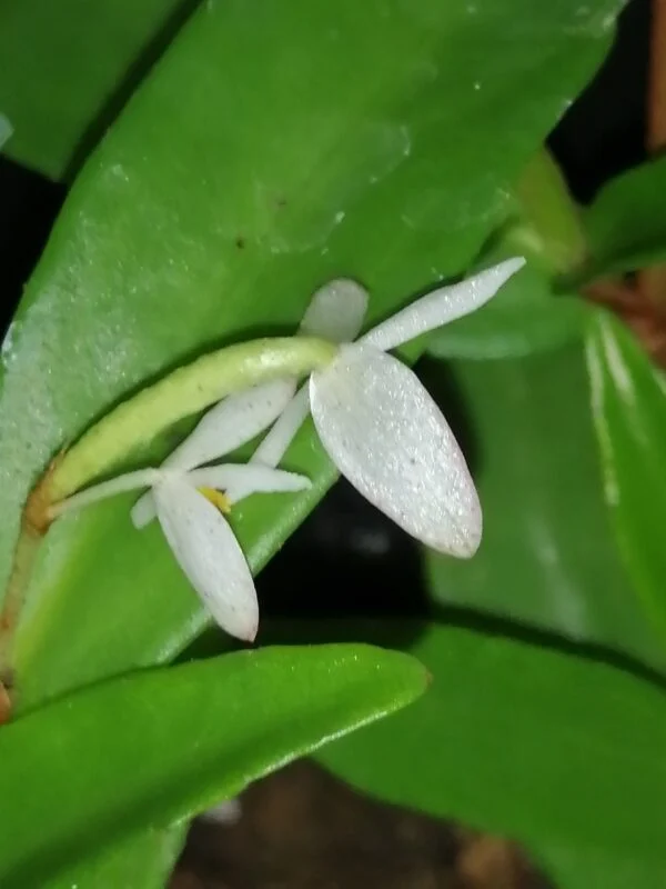Begonia polygonoides, foto 3
