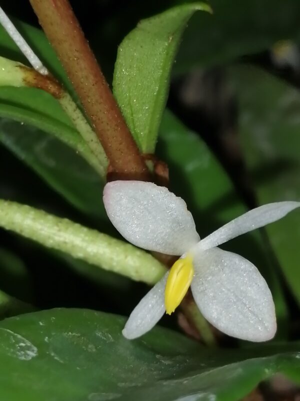 Begonia polygonoides - immagine 5
