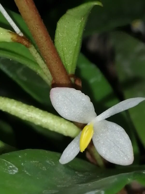Begonia polygonoides, foto 4