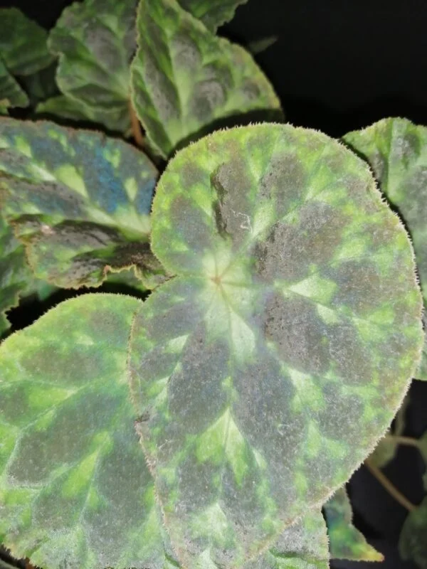 Begonia barsalouxiae, foto 3