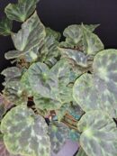 Begonia barsalouxiae
