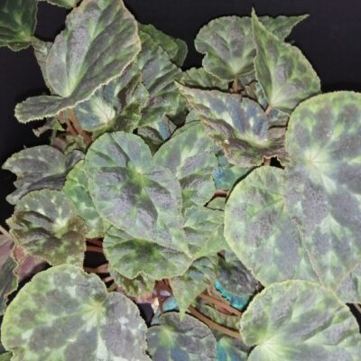 Begonia barsalouxiae