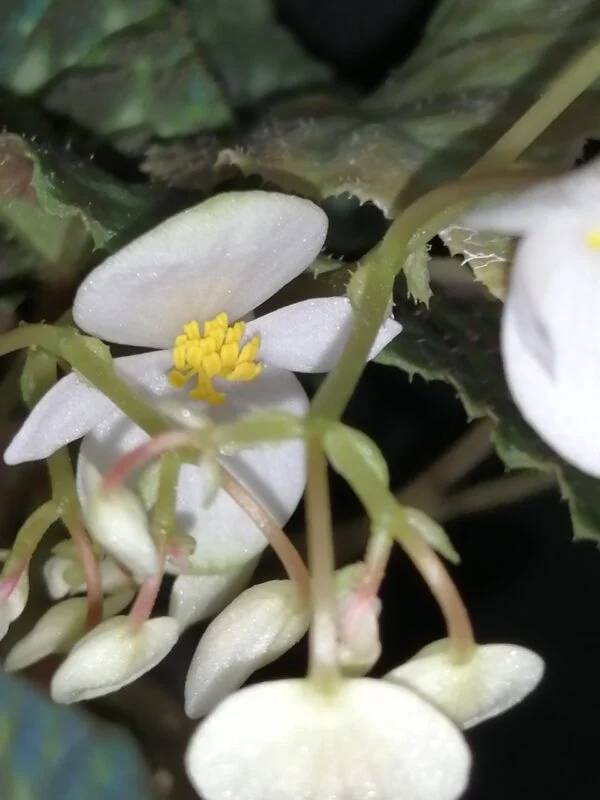 Begonia barsalouxiae, foto 2
