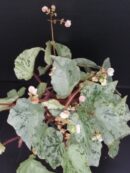 Begonia luzonensis