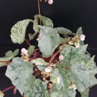 Begonia luzonensis