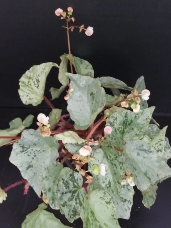 Begonia luzonensis, pianta da interno