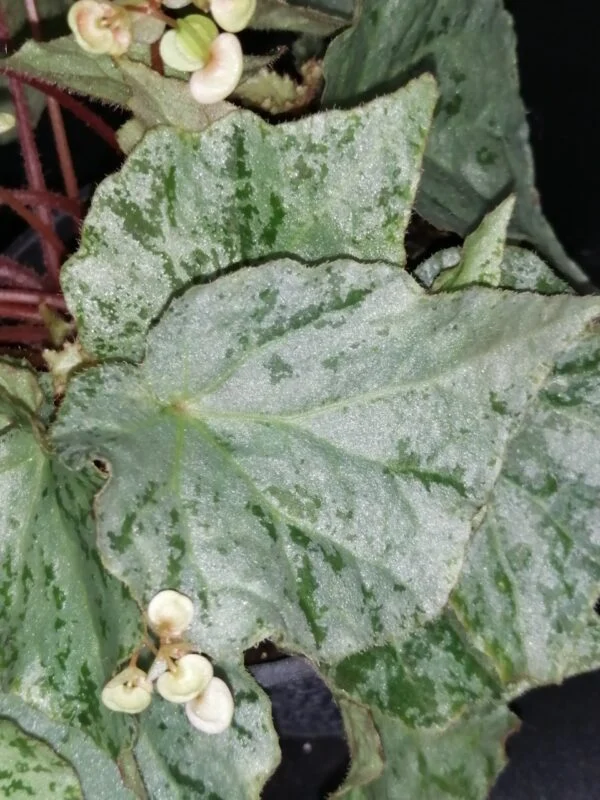 Begonia luzonensis, foto 2