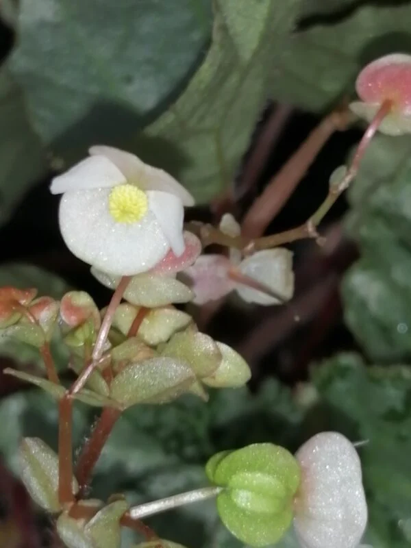 Begonia luzonensis, foto 3