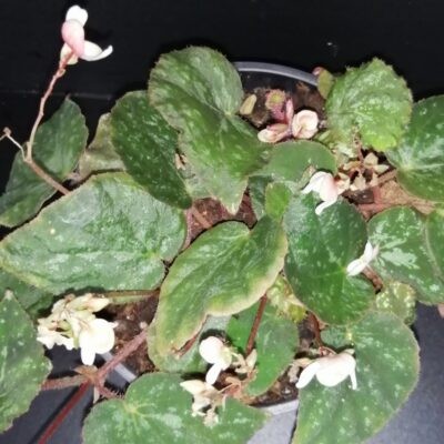 Begonia nigritarum , Begonia 074