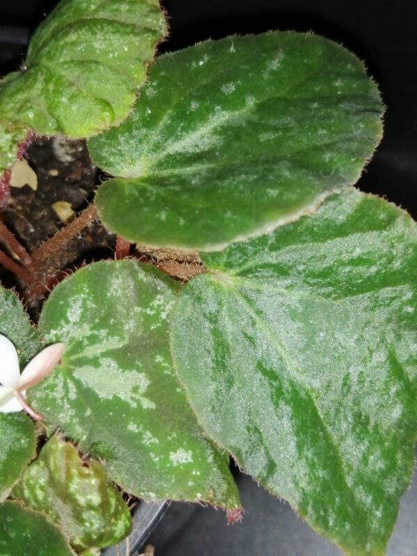 Begonia nigritarum , Begonia 074 - immagine 2