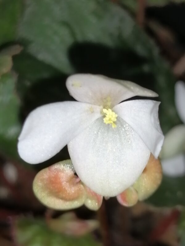 Begonia nigritarum , Begonia 074 - immagine 3