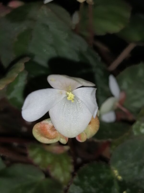 Begonia nigritarum , Begonia 074 - immagine 4