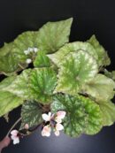 Begonia U681