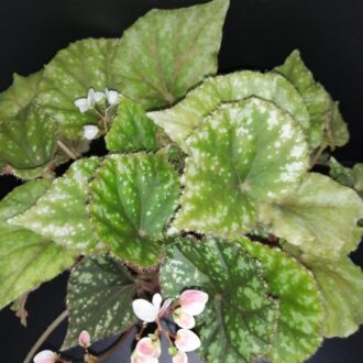 Begonia U681
