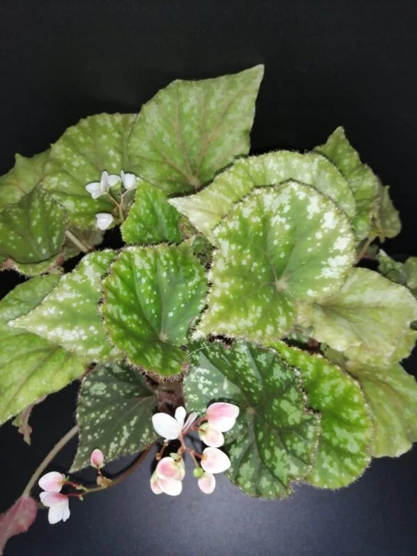 Begonia U681, pianta da interno