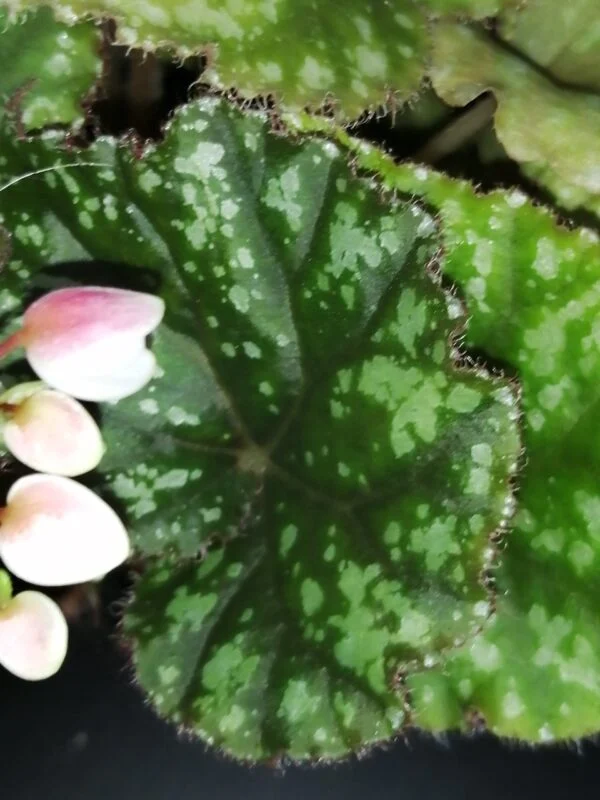 Begonia U681, foto 2