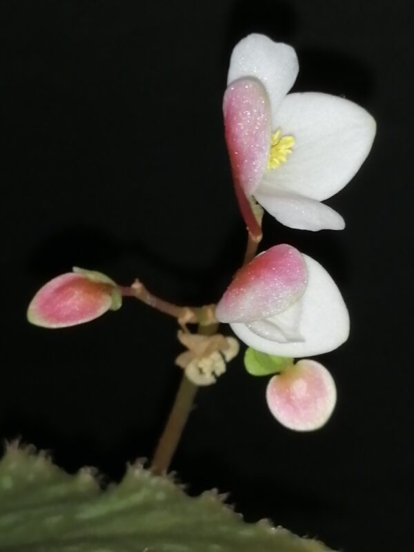Begonia U681 - immagine 4