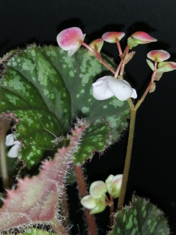Begonia U681 - immagine 3